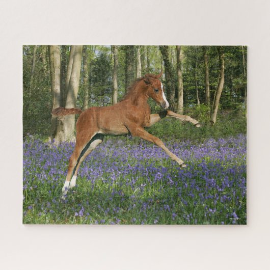 Bob Langrish | Morgan Foal Leaping with Bluebells Legpuzzel (Horizontaal)
