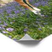 Bob Langrish | Morgan Foal Leaping with Bluebells Poster (Hoek)