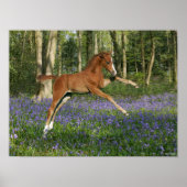 Bob Langrish | Morgan Foal Leaping with Bluebells Poster (Voorkant)