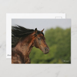 Bob Langrish Morgan Horse Headshot Flows Mane Briefkaart