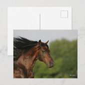 Bob Langrish | Morgan Horse Headshot Flows Mane Briefkaart (Voorkant / Achterkant)
