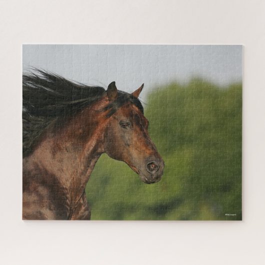 Bob Langrish | Morgan Horse Headshot Flows Mane Legpuzzel (Horizontaal)
