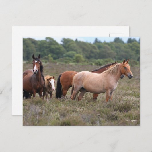 Bob Langrish | Nieuwe bospondennen en -vijvers Briefkaart (Voorkant / Achterkant)
