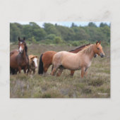 Bob Langrish | Nieuwe bospondennen en -vijvers Briefkaart (Voorkant)