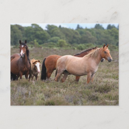 Bob Langrish | Nieuwe bospondennen en -vijvers Briefkaart (Voorkant)