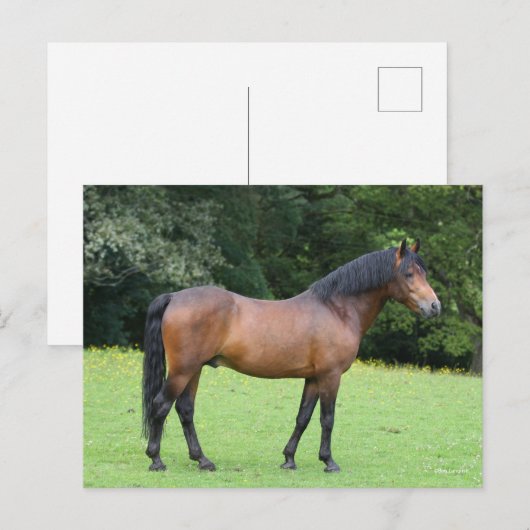 Bob Langrish | Nieuwe Pony Briefkaart (Voorkant / Achterkant)