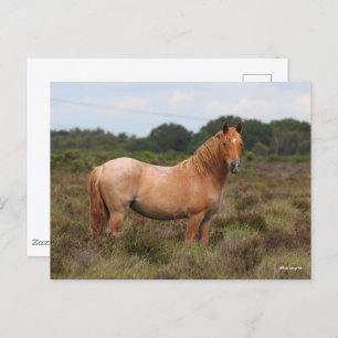 Bob Langrish   Nieuwe Pony in de bosbouw Briefkaart