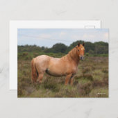 Bob Langrish | Nieuwe Pony in de bosbouw Briefkaart (Voorkant / Achterkant)