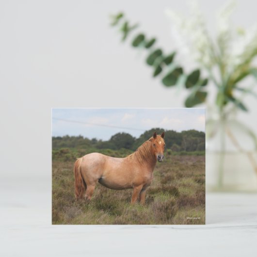 Bob Langrish | Nieuwe Pony in de bosbouw Briefkaart (Staand voorkant)