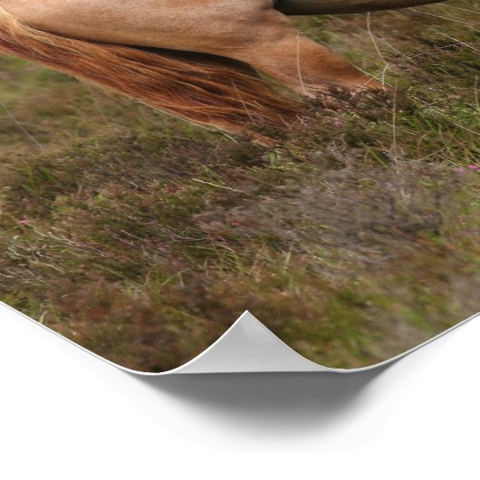 Bob Langrish | Nieuwe Pony in de bosbouw Poster (Hoek)