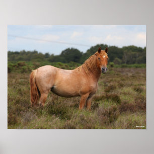 Bob Langrish   Nieuwe Pony in de bosbouw Poster