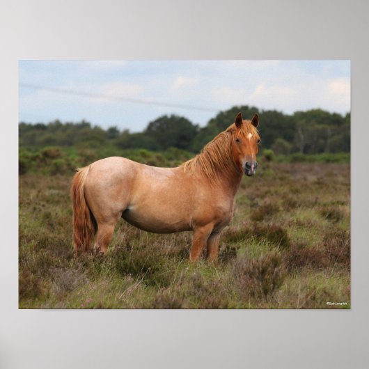 Bob Langrish | Nieuwe Pony in de bosbouw Poster (Voorkant)