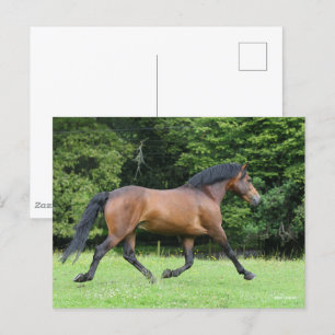 Bob Langrish Nieuwe Pony Stallion Briefkaart