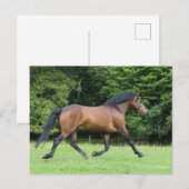 Bob Langrish | Nieuwe Pony Stallion Briefkaart (Voorkant / Achterkant)