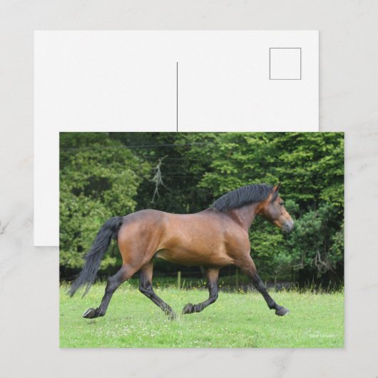 Bob Langrish | Nieuwe Pony Stallion Briefkaart (Voorkant / Achterkant)