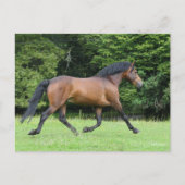 Bob Langrish | Nieuwe Pony Stallion Briefkaart (Voorkant)