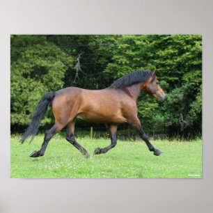 Bob Langrish   Nieuwe Pony Stallion Poster