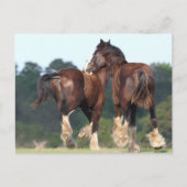 Bob Langrish | Paarden die achteraan lopen Briefkaart (Voorkant)