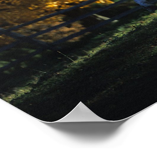 Bob Langrish | Paarden die in de herfst van de ver Poster (Hoek)