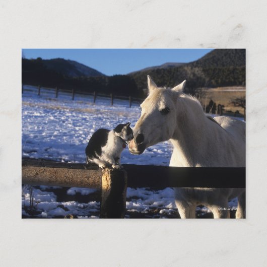 Bob Langrish | Paarden en katten in de sneeuw Briefkaart (Voorkant)