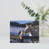 Bob Langrish | Paarden en katten in de sneeuw Briefkaart (Staand voorkant)