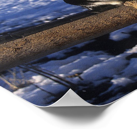 Bob Langrish | Paarden en katten in de sneeuw Poster (Hoek)