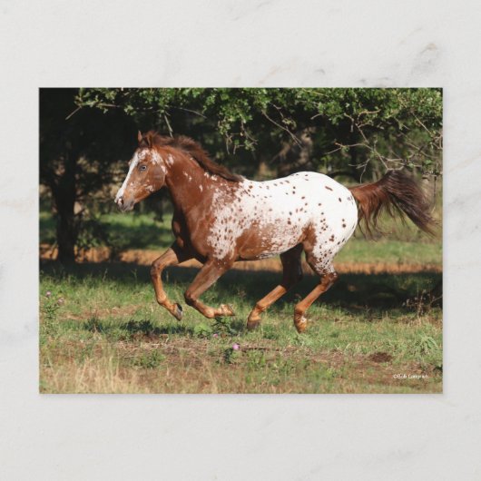 Bob Langrish | Paarden van Appaloosa Briefkaart (Voorkant)