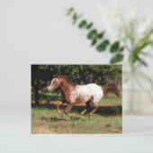 Bob Langrish | Paarden van Appaloosa Briefkaart (Staand voorkant)
