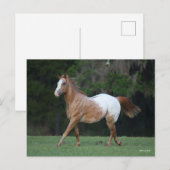 Bob Langrish | Paarden van Appaloosa Briefkaart (Voorkant / Achterkant)