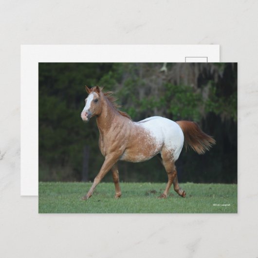 Bob Langrish | Paarden van Appaloosa Briefkaart (Voorkant / Achterkant)
