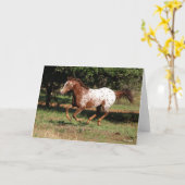 Bob Langrish | Paarden van Appaloosa Kaart (Gele Bloem)