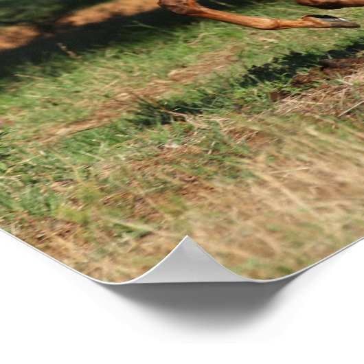 Bob Langrish | Paarden van Appaloosa Poster (Hoek)