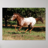 Bob Langrish | Paarden van Appaloosa Poster (Voorkant)