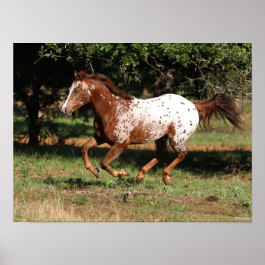 Bob Langrish | Paarden van Appaloosa Poster (Voorkant)