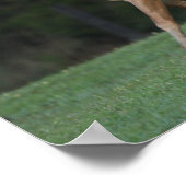 Bob Langrish | Paarden van Appaloosa Poster (Hoek)