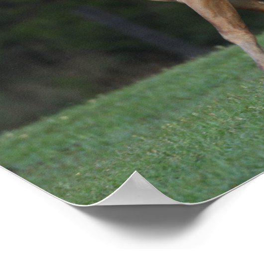 Bob Langrish | Paarden van Appaloosa Poster (Hoek)