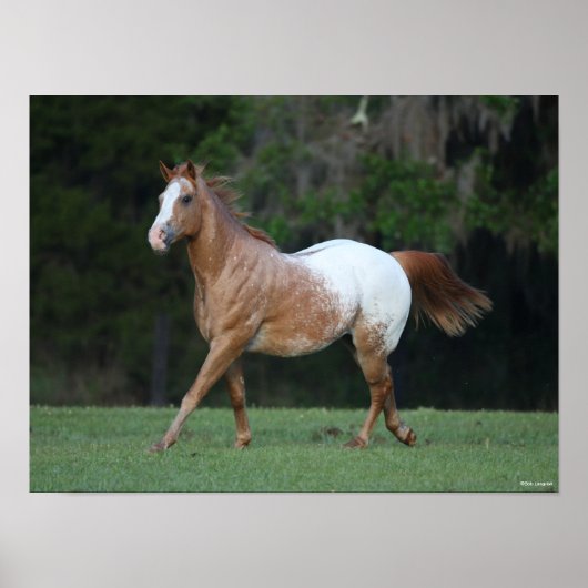 Bob Langrish | Paarden van Appaloosa Poster (Voorkant)