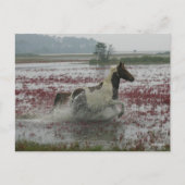 Bob Langrish | Paarden van de Chinese coteague die Briefkaart (Voorkant)