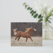 Bob Langrish | Paarden van oververf lopen Briefkaart (Staand voorkant)