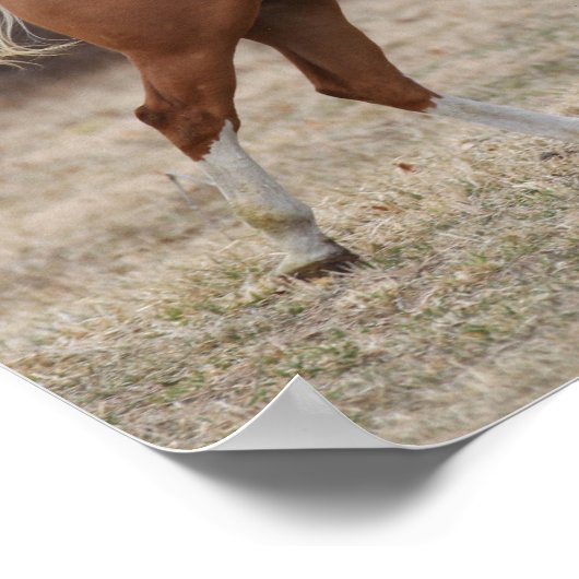 Bob Langrish | Paarden van oververf lopen Poster (Hoek)
