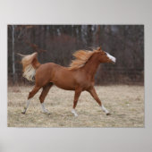 Bob Langrish | Paarden van oververf lopen Poster (Voorkant)