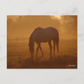 Bob Langrish | Paardengrazing Zonnegestijg Briefkaart (Voorkant)