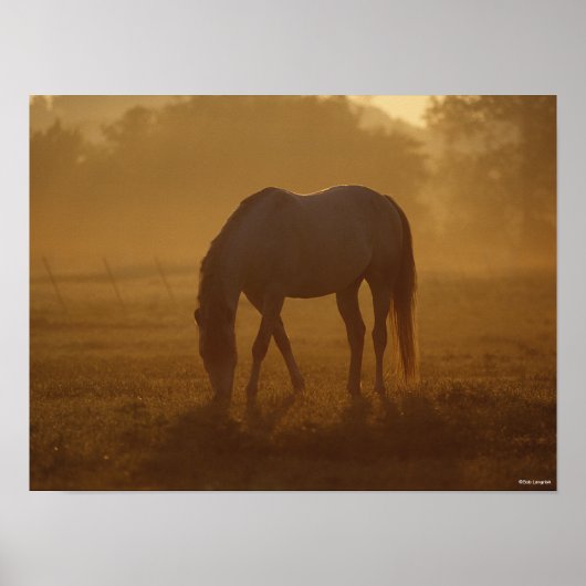 Bob Langrish | Paardengrazing Zonnegestijg Poster (Voorkant)