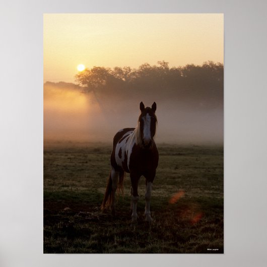 Bob Langrish | Paardrijsbestendige zonnestaart Poster (Voorkant)