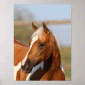 Bob Langrish | Paint Horse headshot Poster (Voorkant)