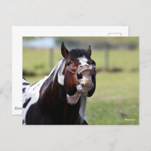 Bob Langrish Paint Horse Stallion Flehmen Briefkaart