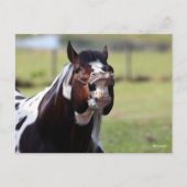 Bob Langrish | Paint Horse Stallion Flehmen Briefkaart (Voorkant)