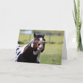 Bob Langrish | Paint Horse Stallion Flehmen Kaart (Voorkant)