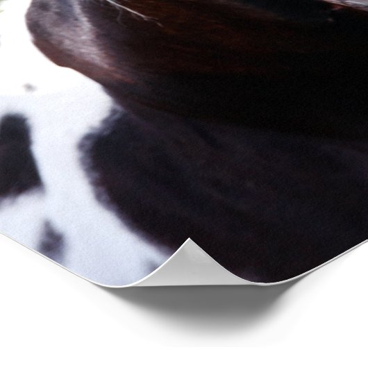 Bob Langrish | Paint Horse Stallion Flehmen Poster (Hoek)