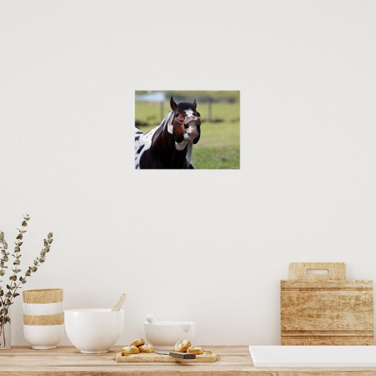 Bob Langrish | Paint Horse Stallion Flehmen Poster (Keuken)